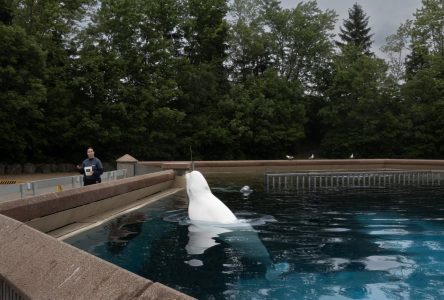 Another beluga whale dies at Marineland, Ontario says water quality is ‘acceptable’