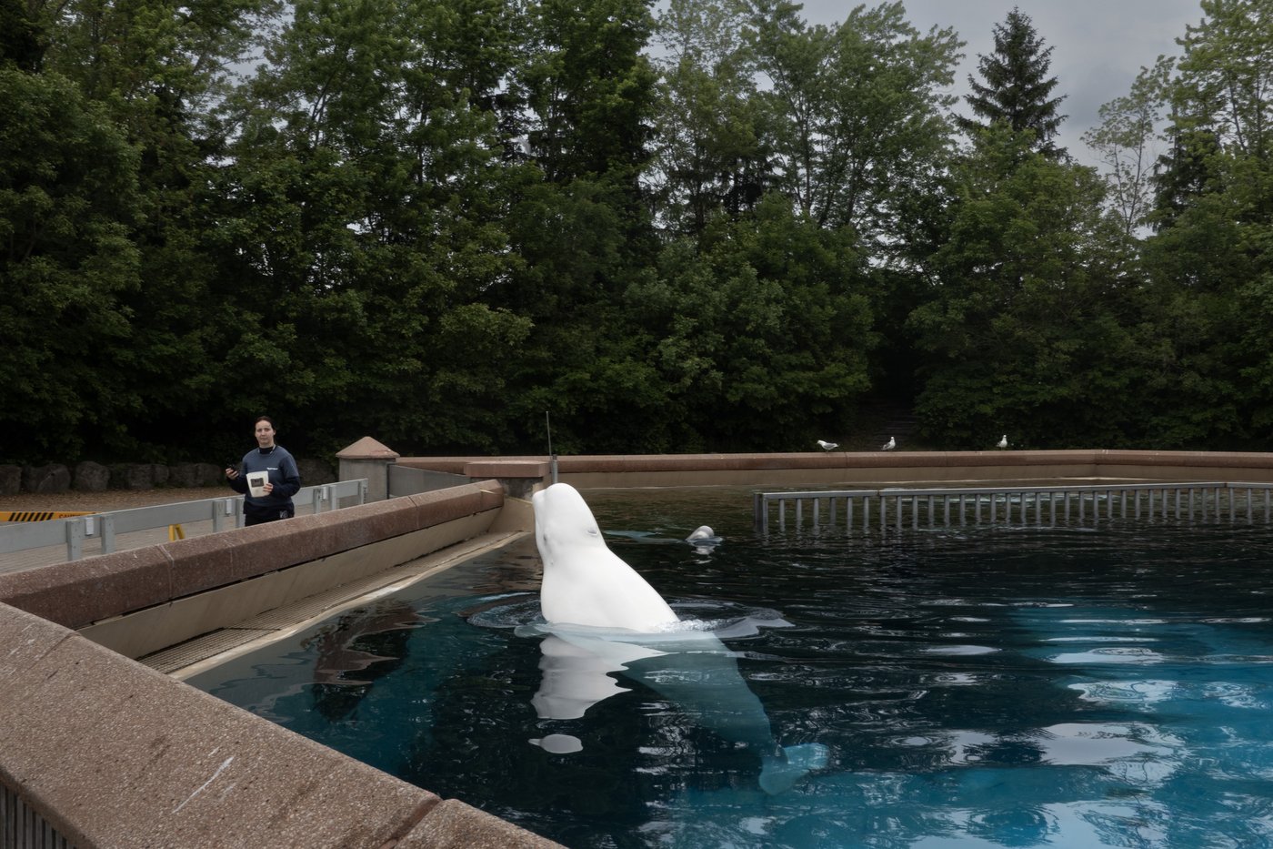 Another beluga whale dies at Marineland, Ontario says water quality is ‘acceptable’