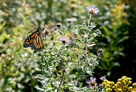 RRCA Plants Native Wildflowers at Cooper Marsh Conservation Area