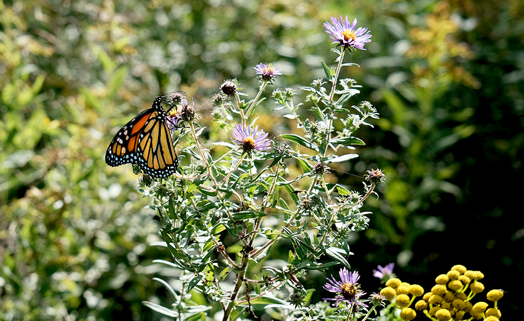 RRCA Plants Native Wildflowers at Cooper Marsh Conservation Area